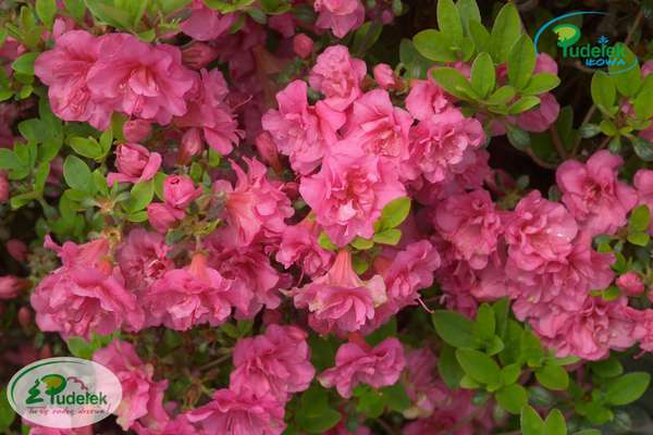 Azalia japońska Babuschka